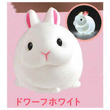 Little rabbit light [6.Dwarf white]