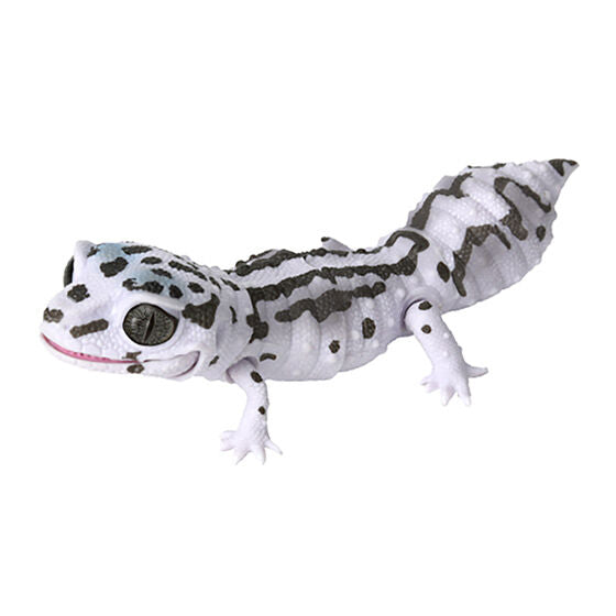 Ikimono Encyclopedia Les petit BEST Leopard and Crested [3.Leopard gecko snow bold stripes]