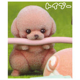 Cable kajikaji wanko [2.Toy poodle]