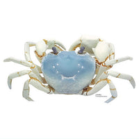 Nature Techni Colour MONO PLUS Freshwater crab figure mascot [2.Seitanshoku]