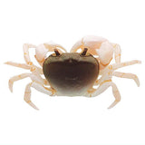 Nature Techni Colour MONO PLUS Freshwater crab figure mascot [3.Kasshoku]