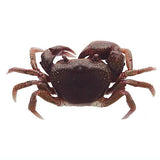 Nature Techni Colour MONO PLUS Freshwater crab figure mascot [5.Brown]