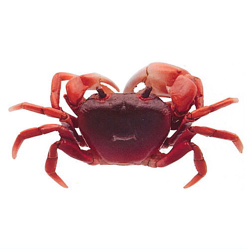 Nature Techni Colour MONO PLUS Freshwater crab figure mascot [6.Red purple]