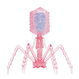 Science Technicolour T4 Phage Mascot & Ball Chain [3.T4 phage (Clear pink)]
