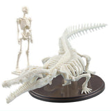 Museum Modeling Club Part.3 1/35 Machikane Wani Skeleton [3.Ivory]