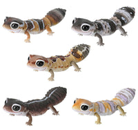 The Diversity of Life on Earth Repti African fat-tailed gecko [All 5 type set (Full Complete)]