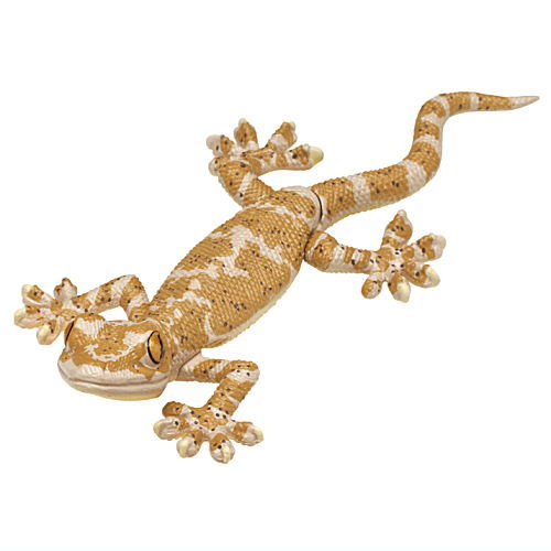 Japanese gecko Action & Magnet [3.Brown (with pattern)]