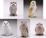 Capsule Q Fortune Owl Collection [All 5 type set(Full Complete)]