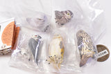 Capsule Q Fortune Owl Collection [All 5 type set(Full Complete)]