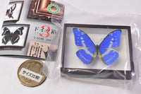 Science Technicolour German Box Magnet Collection Part.3 [1.Morpho cypris]