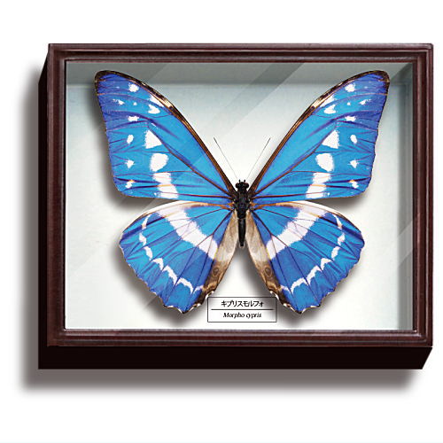 Science Technicolour German Box Magnet Collection Part.3 [1.Morpho cypris]