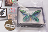 Science Technicolour German Box Magnet Collection Part.3 [2.Ornithoptera alexandrae]