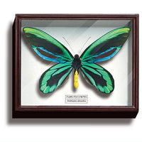 Science Technicolour German Box Magnet Collection Part.3 [2.Ornithoptera alexandrae]