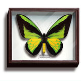 Science Technicolour German Box Magnet Collection Part.3 [3.Ornithoptera goliath]