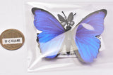 World Butterfly Real Magnet Collection Vol.1 [1.Morpho menelaus]