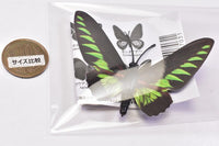 World Butterfly Real Magnet Collection Vol.1 [2.Trogonoptera brokiana]