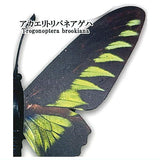 World Butterfly Real Magnet Collection Vol.1 [2.Trogonoptera brokiana]