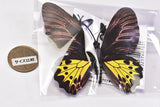 World Butterfly Real Magnet Collection Vol.1 [3.Troides aeacus]