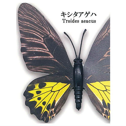 World Butterfly Real Magnet Collection Vol.1 [3.Troides aeacus]