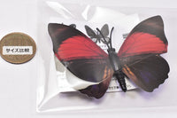 World Butterfly Real Magnet Collection Vol.1 [4.Agrias claudina]