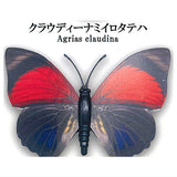 World Butterfly Real Magnet Collection Vol.1 [4.Agrias claudina]