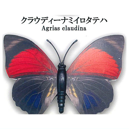 World Butterfly Real Magnet Collection Vol.1 [4.Agrias claudina]