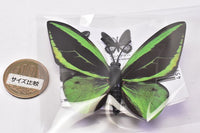 World Butterfly Real Magnet Collection Vol.1 [5.Ornithoptera priamus]