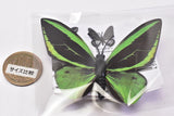 World Butterfly Real Magnet Collection Vol.1 [5.Ornithoptera priamus]