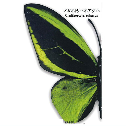 World Butterfly Real Magnet Collection Vol.1 [5.Ornithoptera priamus]