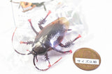 Capsule Q Eisei gaichu hakurankai [2.Periplaneta fuliginosa]