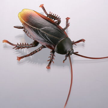 Capsule Q Eisei gaichu hakurankai [2.Periplaneta fuliginosa]