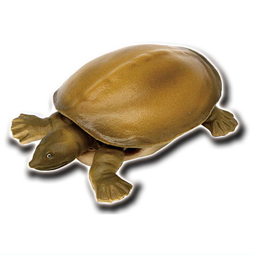 Turtles of the world 1 [3.Softshell turtle A]