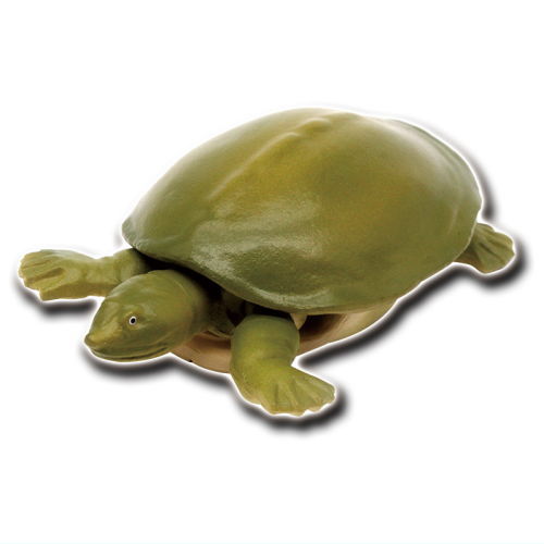 Turtles of the world 1 [4.Softshell turtle B]