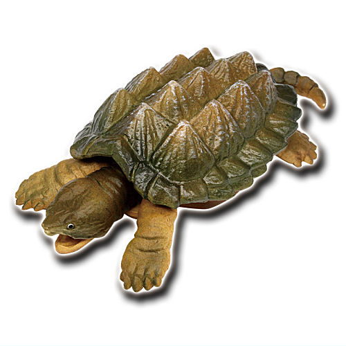 Turtles of the world 1 [6.Alligator turtle B]