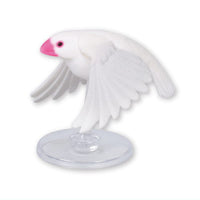 Java sparrow life Part.4 [2.White sparrow/wings downward (flapping flight)]