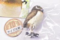 Capsule Q Fortune Owl Collection Part.2 [2.Burrowing Owl (young bird)]