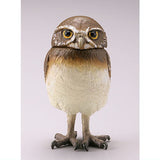 Capsule Q Fortune Owl Collection Part.2 [2.Burrowing Owl (young bird)]