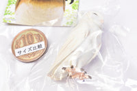 Capsule Q Fortune Owl Collection Part.2 [4.Barn Owl (albinism)]