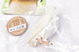 Capsule Q Fortune Owl Collection Part.2 [4.Barn Owl (albinism)]