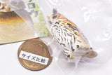 Capsule Q Fortune Owl Collection Part.2 [5.Striped Owl]