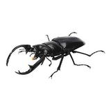 Kuwagata 07 [1.Westwood Stag Beetle]