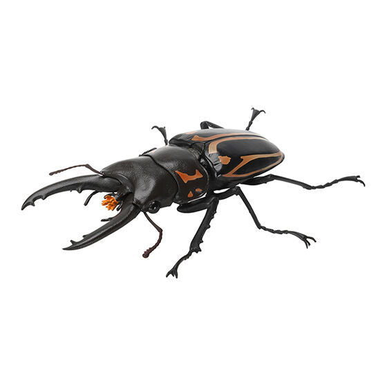 Kuwagata 07 [5.Zebra saw stag beetle (revised)]