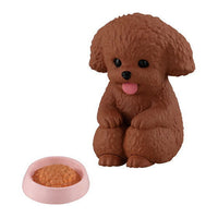 Mateboke dog [4.Toy poodle]