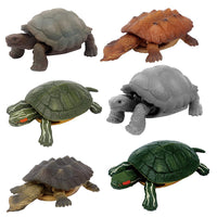 Turtles of the world Part.2 [All 6 type set(Full Complete)]