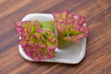 Miniature food vegetable series Sunny lettuce 2 pieces [SMLVEG12] [Item number: 35756]