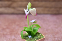 Miniature parts Potted Orchid [ORP1] (1/12 scale)