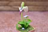 Miniature parts Potted Orchid [ORP1] (1/12 scale)