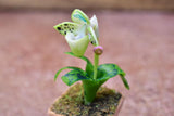 Miniature parts Potted Orchid [ORP2] (1/12 scale)