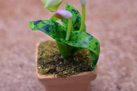 Miniature parts Potted Orchid [ORP2] (1/12 scale)