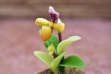 Miniature parts Potted Orchid [ORP3] (1/12 scale)